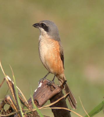 v3/90/590590/3/49708187.GreybackedShrike1.jpg