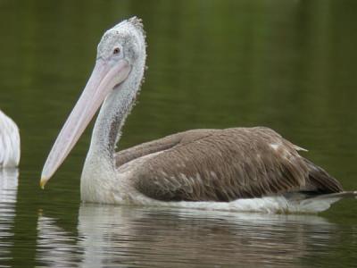 Spot-billed Pelican