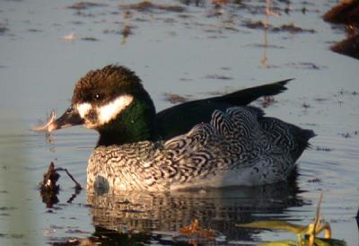 v3/90/590590/3/50422651.GreenPygmyGoose.jpg