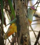 Rose-crowned Fruit-Dove