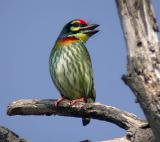 Coppersmith Barbet
