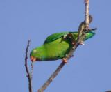 Vernal Hanging Parrot