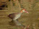 Slaty-breasted Rail