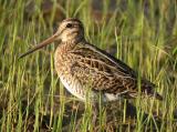 Pin-tailed Snipe