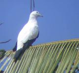 Pied Imperial Pigeon