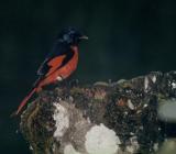 Short-billed Minivet, male