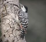 Freckle-breasted Woodpecker, female