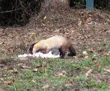 Yellow-throated Marten