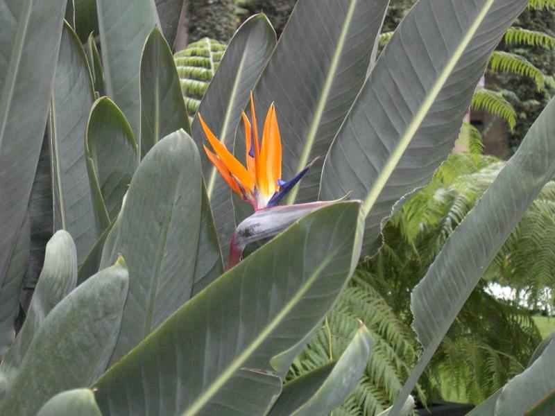 Bird of Paradise