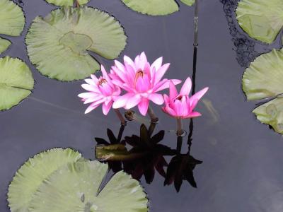 Water lily @ Longwood Gardens