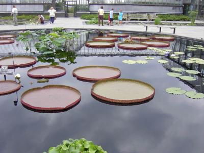 Lilypads at Longwood Gardens