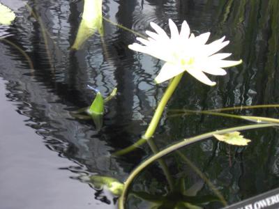 Water lily @ Longwood Gardens