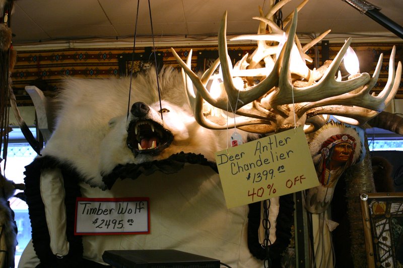 Chiefs Head among the Trophies on the Wall