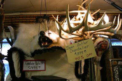 Deer Antler Chandelier and wolf carcass