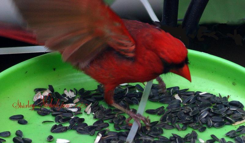 red in motion.jpg