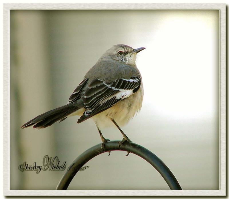 Mocking bird-11-2.jpg