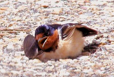 Barn swallow takes a dust bath