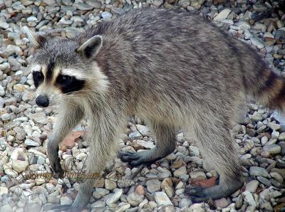 Coon looking for trouble.jpg