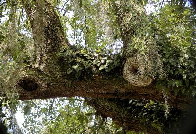 Mean old tree.jpg