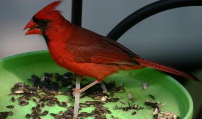 Red bird and lunch.jpg