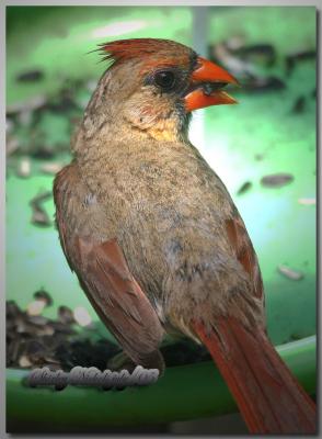 First year female red bird.jpg