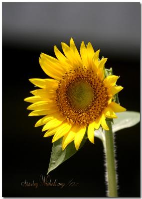 Sunflower daze.jpg