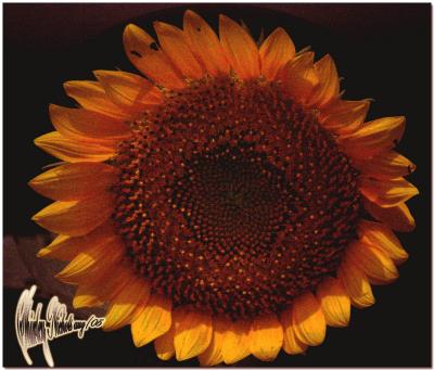 Midnight sunflower.jpg