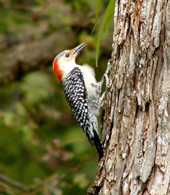 Red bellied woodpecker.jpg