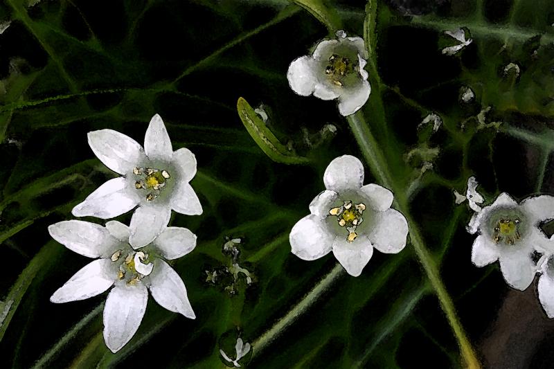 Painted star flowers