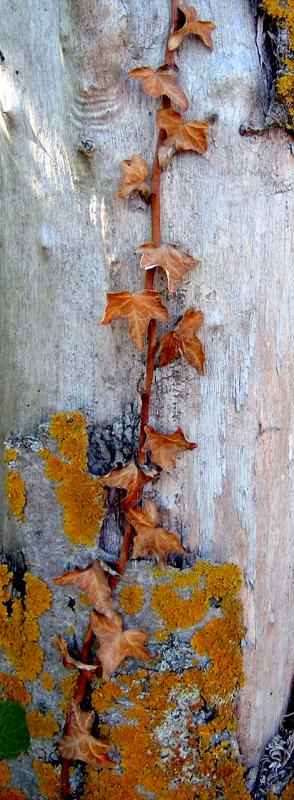 Bark and Ivy