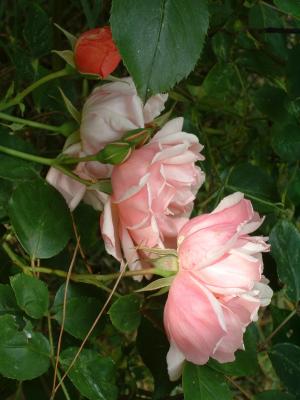 Rose Tangle