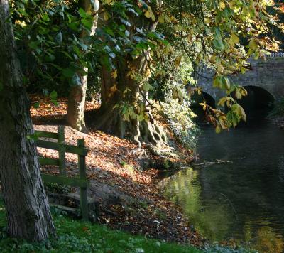 River bank in Pewsey