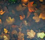 Drowned leaves
