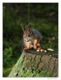squirrel 2