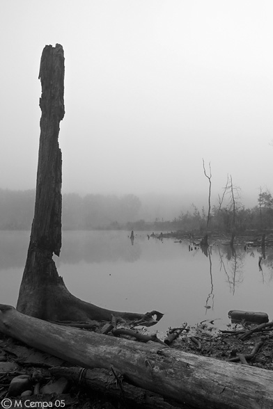 fog on the pond #2