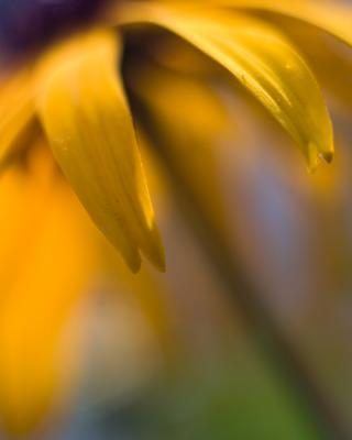 Floral Abstractions