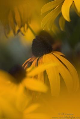 v3/91/380091/3/49395296.rudbekiamix_0905_mjc_588.jpg