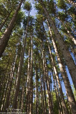 v3/91/380091/3/49458308.pines_cvsp_mjc_590.jpg
