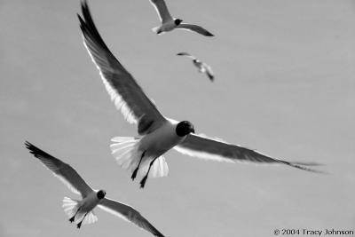 Seagulls, South Padre Island, Texas