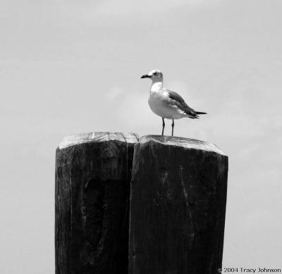Seagull, South Padre Island, Texas