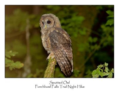 Spotted Owl.jpg