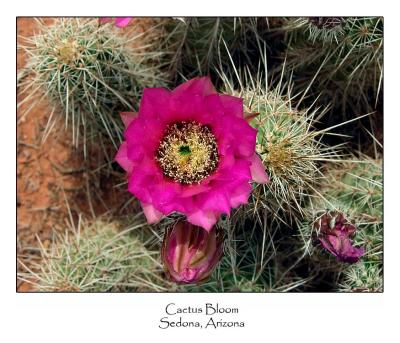 Cactus Bloom.jpg