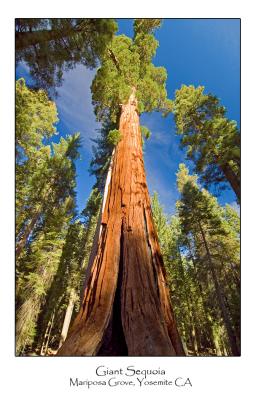 Giant Sequoia.jpg