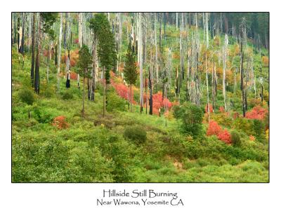 Hillside Still Burning.jpg (Up To 30 x 45)