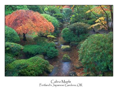 Calico Maple.jpg