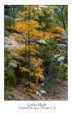 Golden Maple.jpg (Up To 30 x 45)