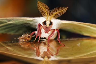 Creepy Crawlies