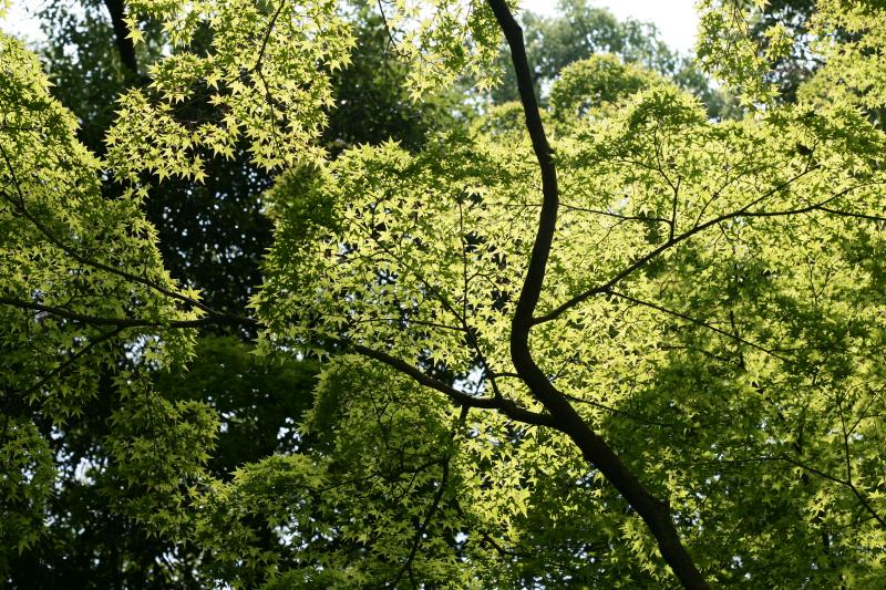 Japanese maple leaf