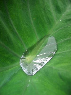 Water pearl on taro leaf