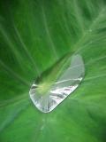 Water pearl on taro leaf